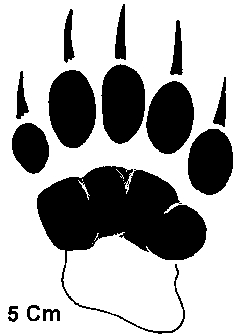 Empreinte de blaireau
