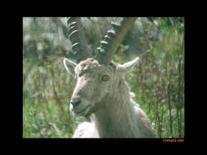 Portrait de bouquetin male (photo fond d'cran)