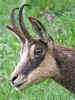 Portrait de Chamois, (Chèvre) photo Rolland © 2004, massif du Vercors
