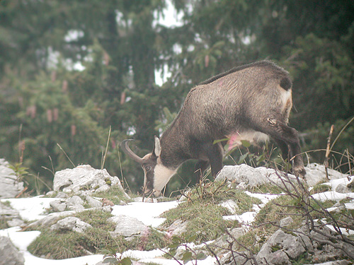 Mle de Chamois qui broute dans la neige en Chartreuse (Isre).