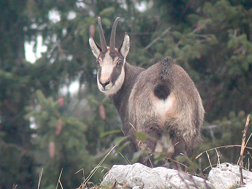 Mle de Chamois qui broute dans la neige en Chartreuse (Isre).