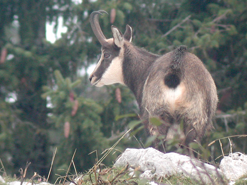 Eterlou (jeune Chamois) qui broute