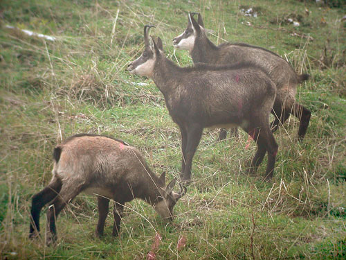 Femelle de Chamois et jeunes