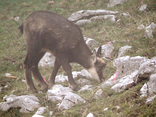 Eterlou (jeune Chamois)