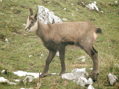 Jeune Chamois de l'année.