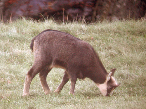 Eterlou (jeune Chamois) qui broute