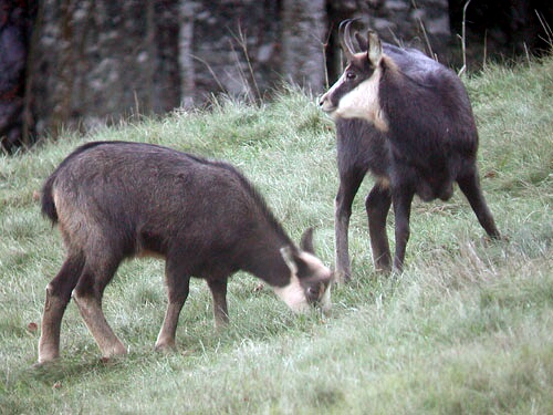 Femelle de Chamois accompagne de son petit.
