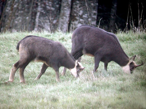 Femelle de Chamois et son petit.