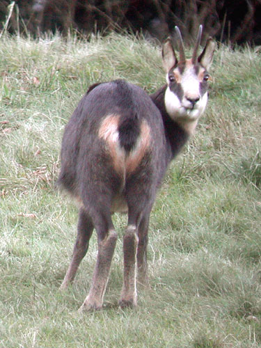 Chamois qui se retourne vu de dos (femelle)