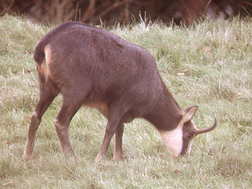 Femelle de Chamois