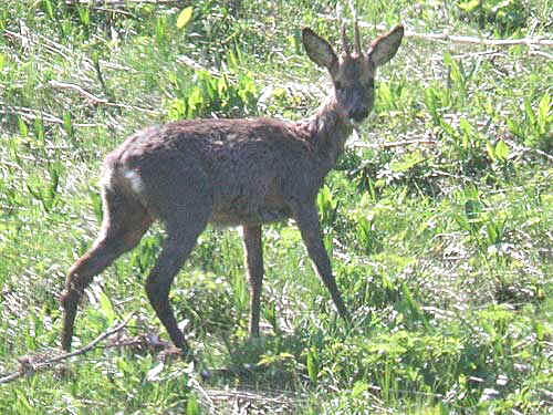 Chevreuil mle en lisire, bois non ramifis