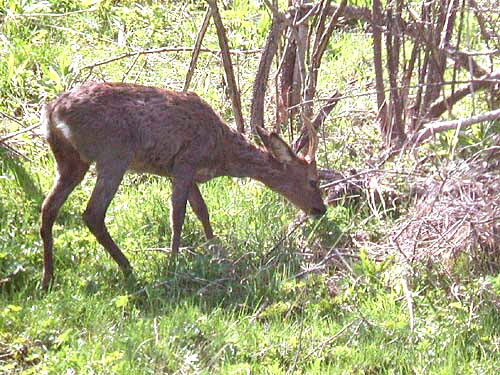 Chevreuil mle qui broute en lisire de bois