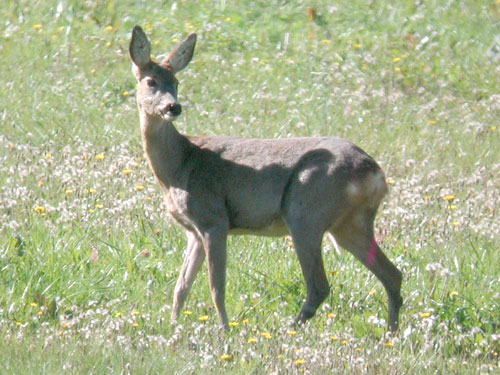 Chevrette dans une prairie