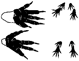 Empreintes d'écureuil