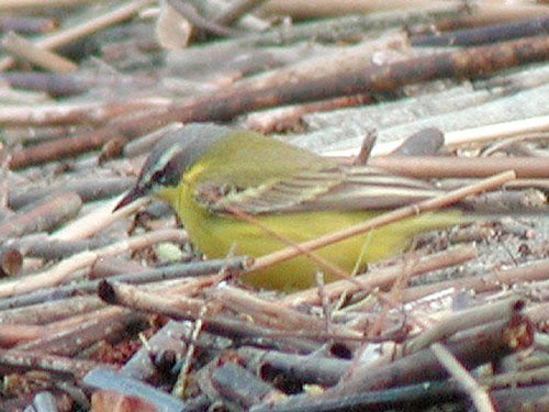 Bergeronnette printanire (Motacilla flava)