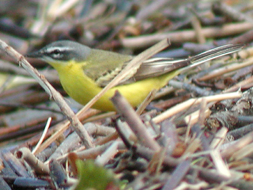Bergeronnette printanire (Motacilla flava)
