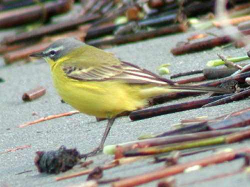 Bergeronnette printanire (Motacilla flava)