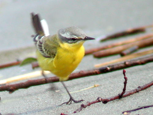 Bergeronnette printanire (Motacilla flava)