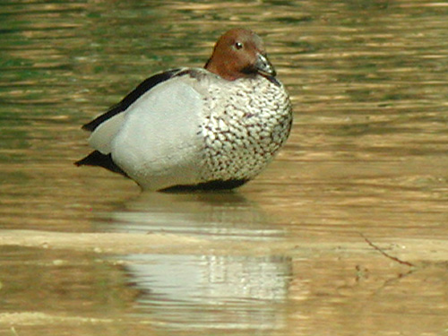 Bernache  crinire (Chenonetta jubata)