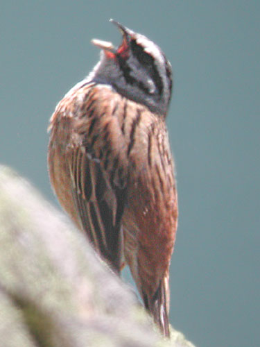 Bruant fou (Emberiza cia)
