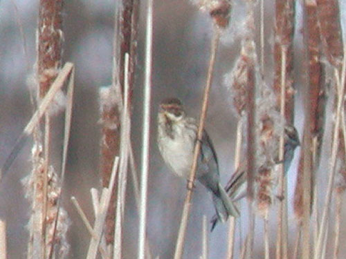 Bruant des roseaux (Emberiza schoeniclus)