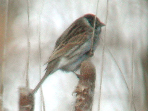 Reed Buntig