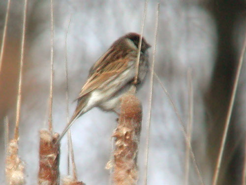 Reed Buntig  (Emberiza schoeniclus) male