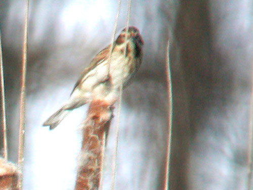 Bruant des roseaux (Emberiza schoeniclus)
