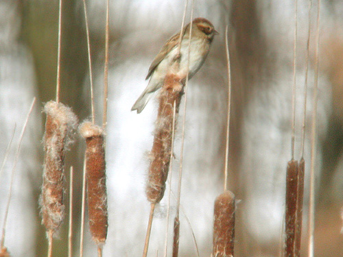 Bruant des roseaux (Emberiza schoeniclus) perch sur un roseau