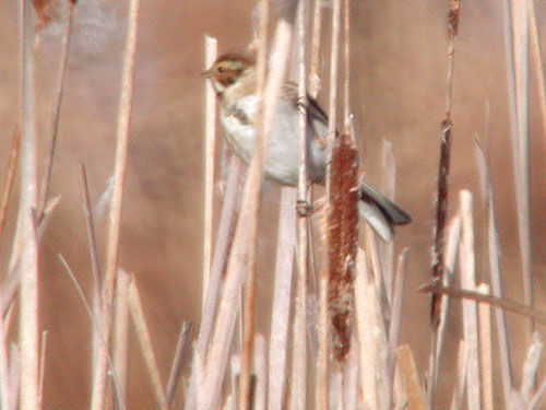 Bruant des roseaux (Emberiza schoeniclus) sur une Massette (Typha)