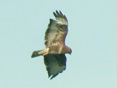 Busard des roseaux (Circus aeruginosus) vu de dessous