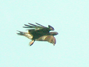 Busard des roseaux (Circus aeruginosus)