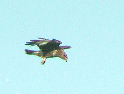 Busard des roseaux (Circus aeruginosus)
