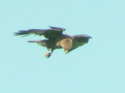 Busard des roseaux (Circus aeruginosus)