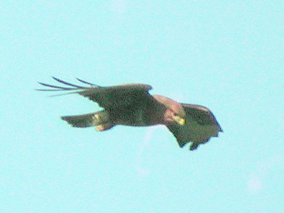 Busard des roseaux (Circus aeruginosus) en chasse