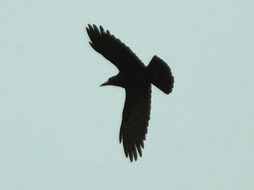 Corbeau freux (Corvus frugileus) en vol