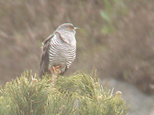 Coucou gris (Cuculus canorus), photo digiscopie