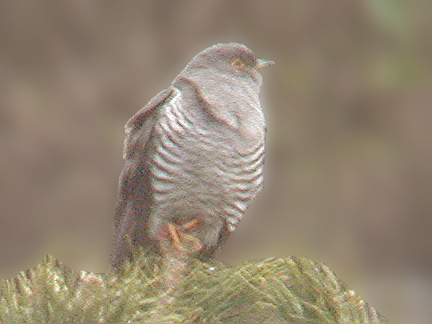 Coucou gris (Cuculus canorus), photo digiscopie