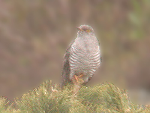 Coucou gris (Cuculus canorus), photo digiscopie