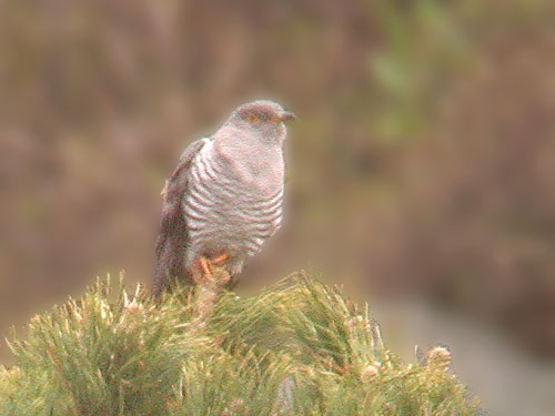 Coucou gris (Cuculus canorus), photo digiscopie