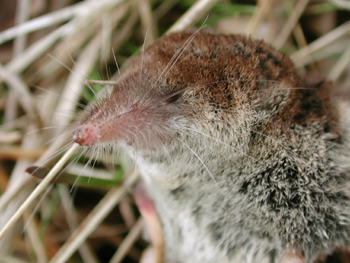 Crocidure leucode (Crocidura leucodon) musaraigne