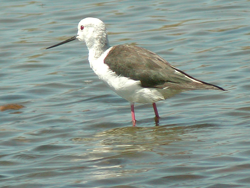 Echasse blanche (Himantopus himantopus) dans les marais salants