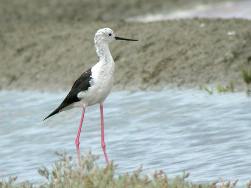Echasse blanche (Himantopus himantopus)