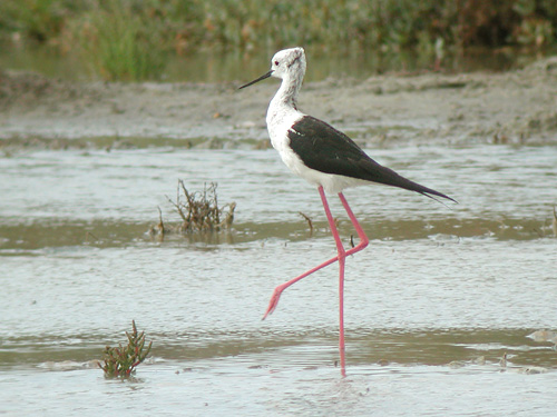Echasse blanche (Himantopus himantopus)