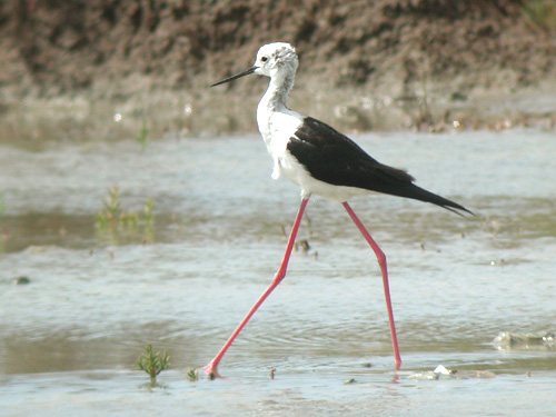 Echasse blanche (Himantopus himantopus)