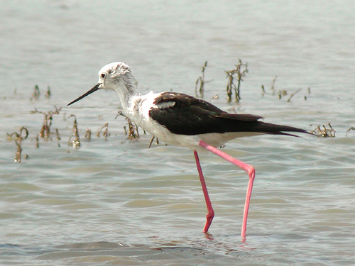 Echasse blanche (Himantopus himantopus)