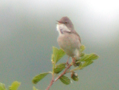 Fauvette grisette (Sylvia communis)