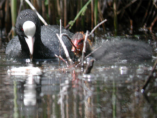 Foulque macroule et son poussin (Fulica atra) Photo en digiscopie