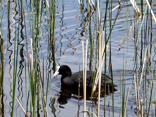 Foulque macroule adulte dans les roseaux (Fulica atra)
