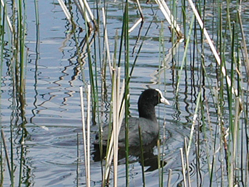 Foulque macroule dans les roseaux (Fulica atra)